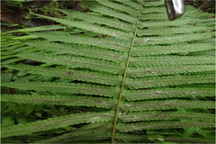 Thelypteris parasitica